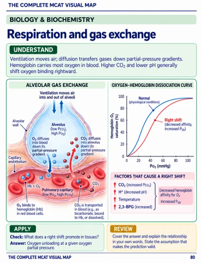Study page: Respiration and gas exchange