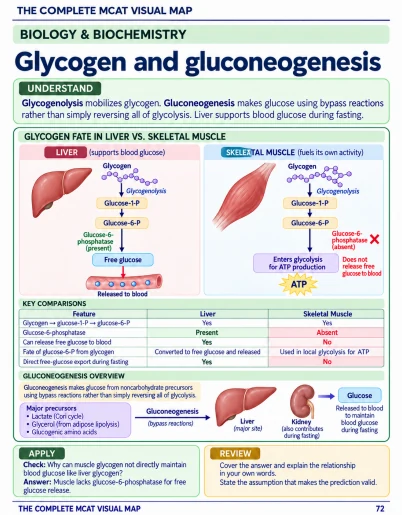 Study page: Glycogen and gluconeogenesis