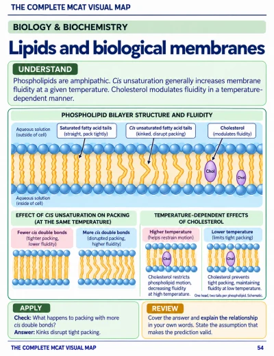 Study page: Lipids and biological membranes
