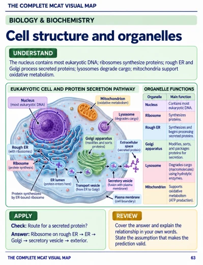 Study page: Cell structure and organelles
